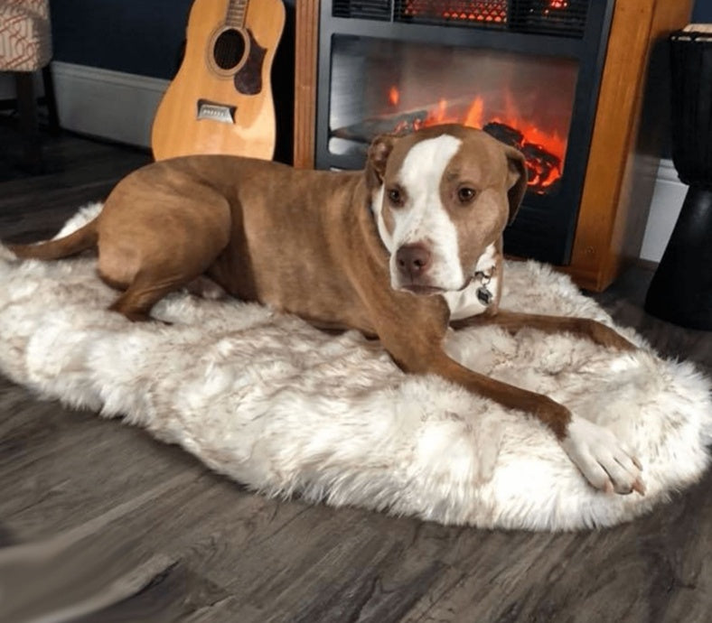Beige Pet Dog Plush