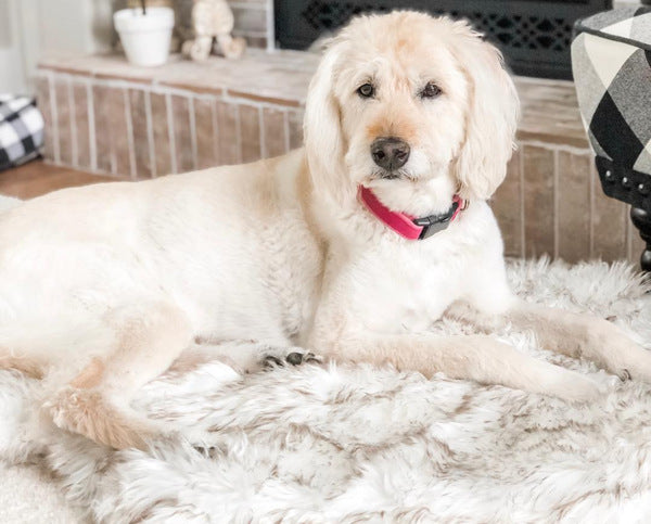Beige Pet Dog Plush